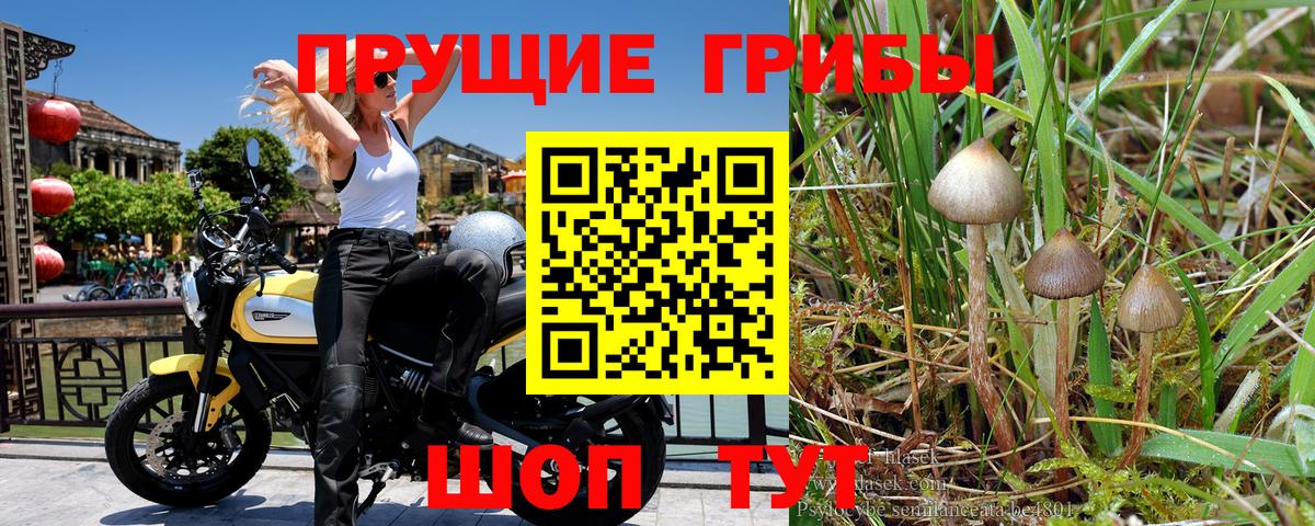 Псилоцибиновые грибы Magic Shrooms Курганинск
